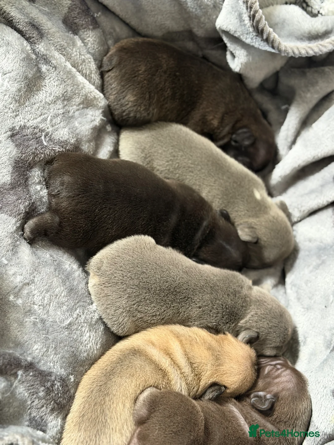 French Bulldog dogs for sale: French bulldog puppies  - Advert 1