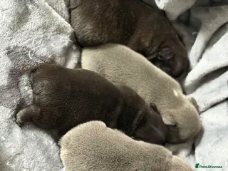 French Bulldog dogs French bulldog puppies - Advert 7