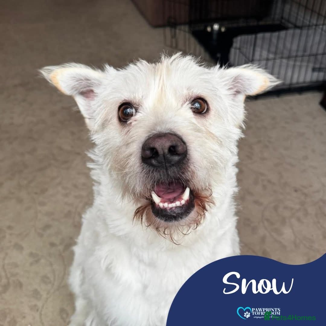 Mixed Breed dogs Meet Snow, currently residing in Derbyshire  in Swadlincote - Advert 1