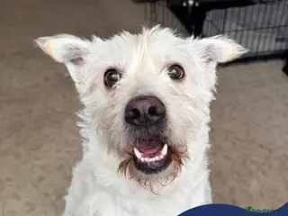 Mixed Breed dogs Meet Snow, currently residing in Derbyshire in Swadlincote - Advert 1