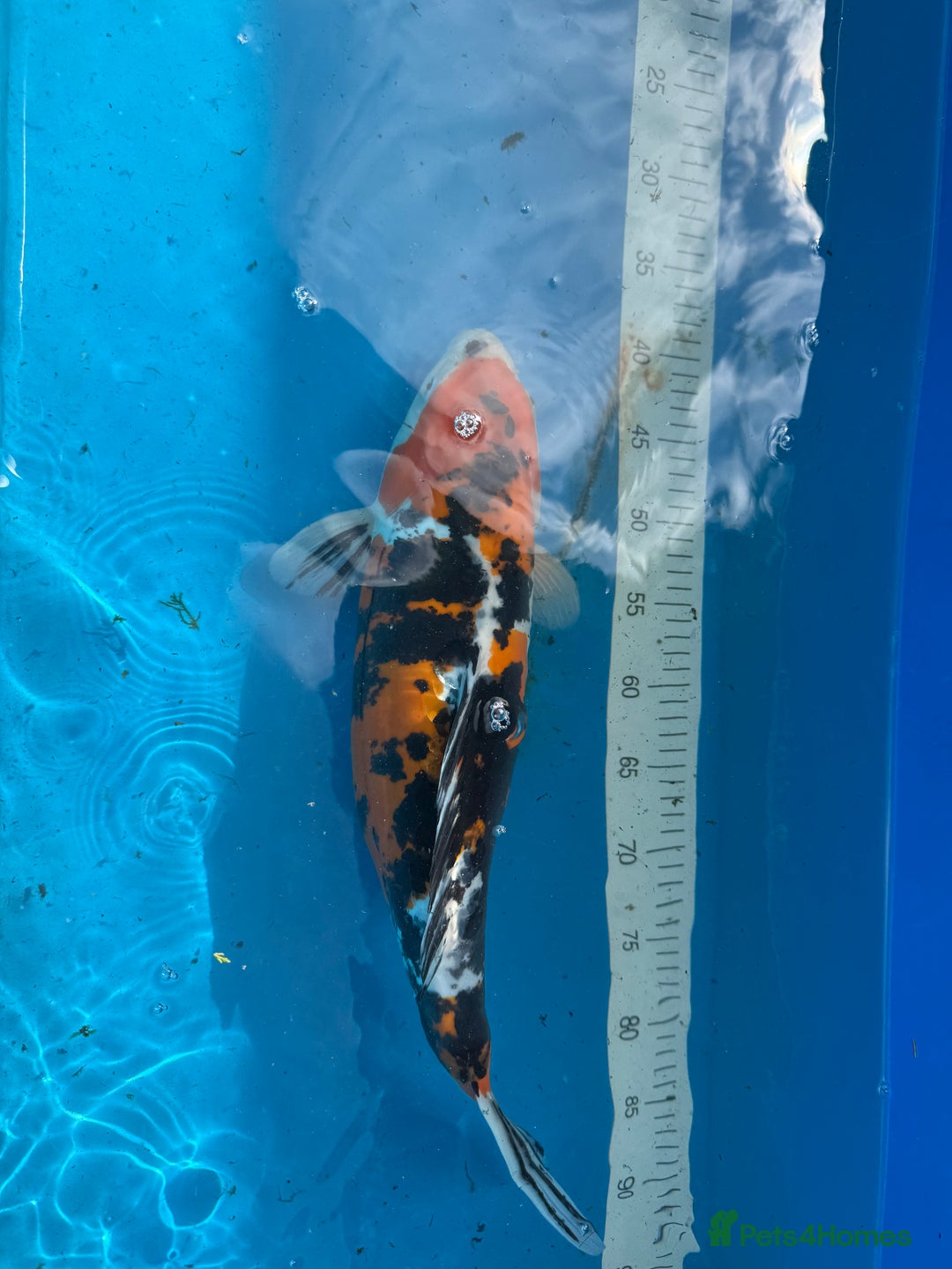 Koi Carp fish for sale: Various koi carp for sale  - Image 28