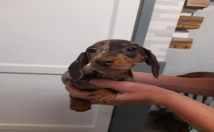 Miniature Dachshund dogs - Advert 11