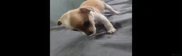 Pomchi dogs for sale: Pamchi puppys family pets  in Wigan - Advert 7