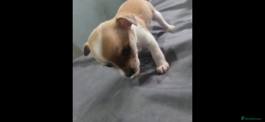 Pomchi dogs for sale: Pamchi puppys family pets  in Wigan - Advert 7