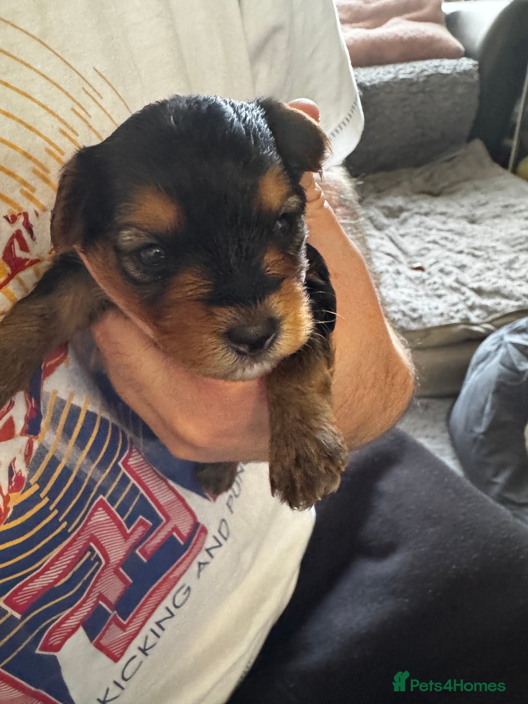 Yorkiepoo dogs for sale: 3 Beautiful Yorkiepoo puppies - Image 7