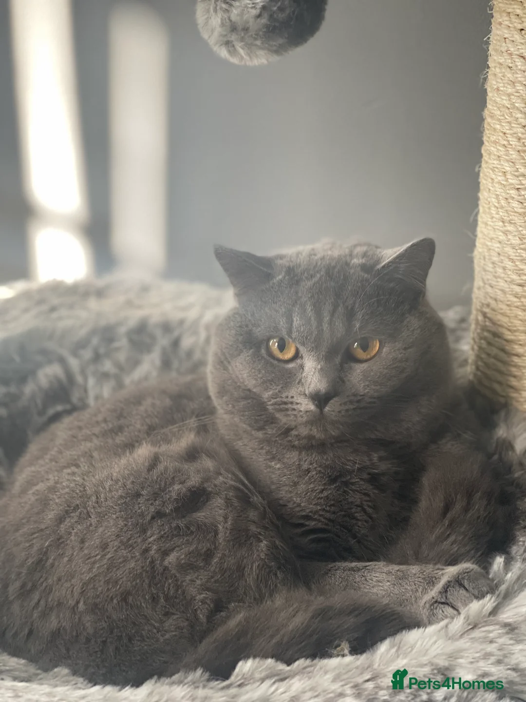 British Shorthair cats for stud: BSH STUD duties CCTV  in Bradford - Advert 7