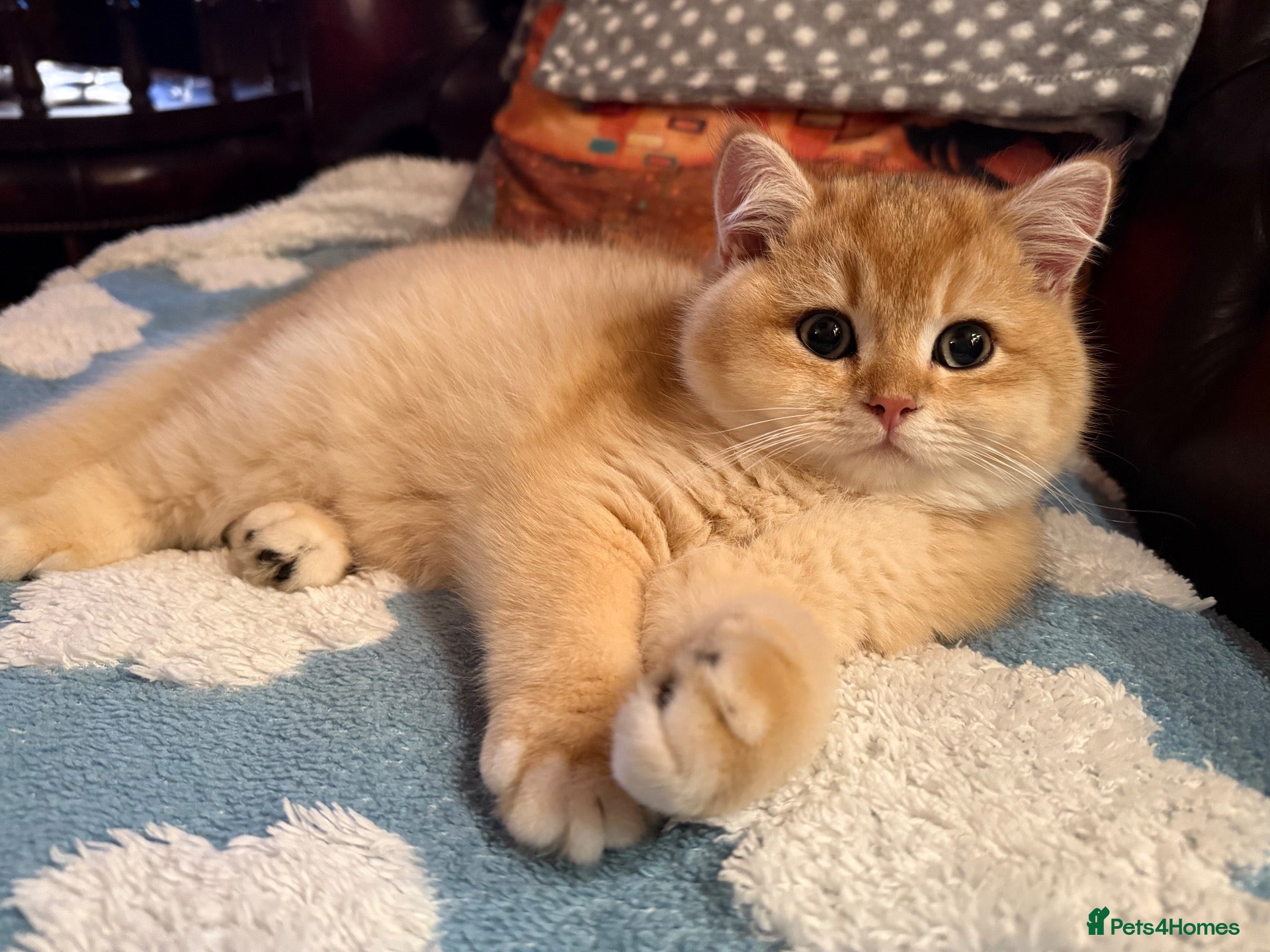 British Shorthair cats Show quality golden chinchillas ready 15/10 - Advert 1