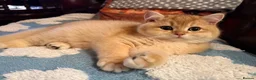 British Shorthair cats for sale: Ready Show quality golden chinchillas - Advert 1