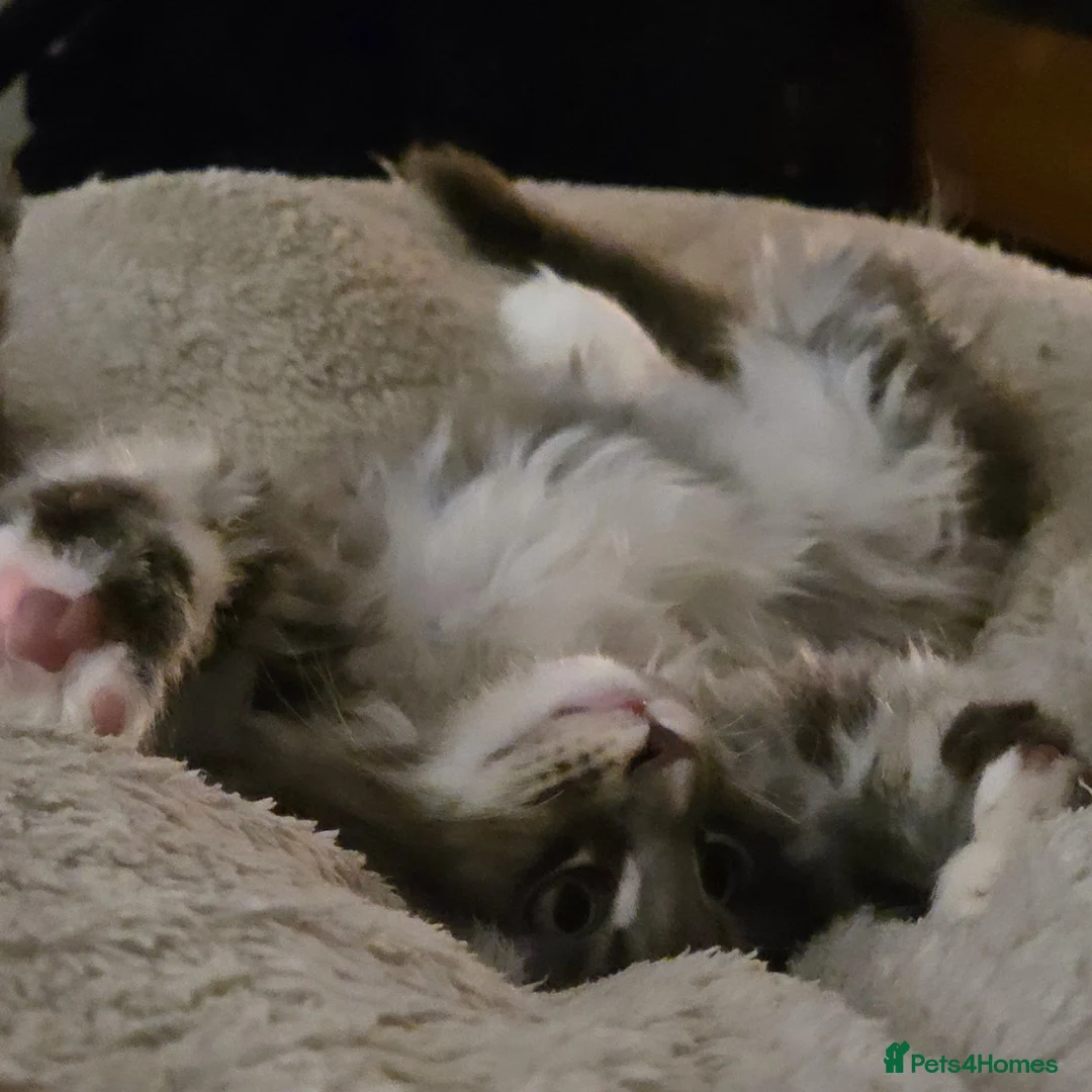 Maine Coon cats for sale: Outstanding quality Tica reg Mainecoon  - Advert 40