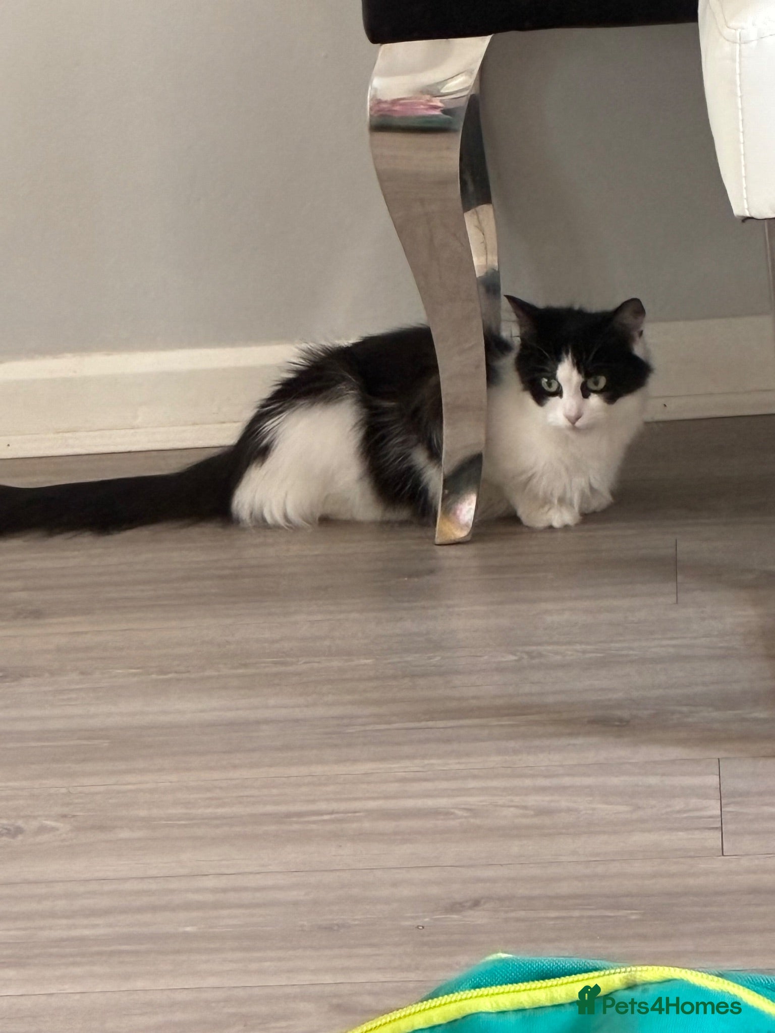 Mixed Breed cats Black and white long haired kittens  - Advert 1