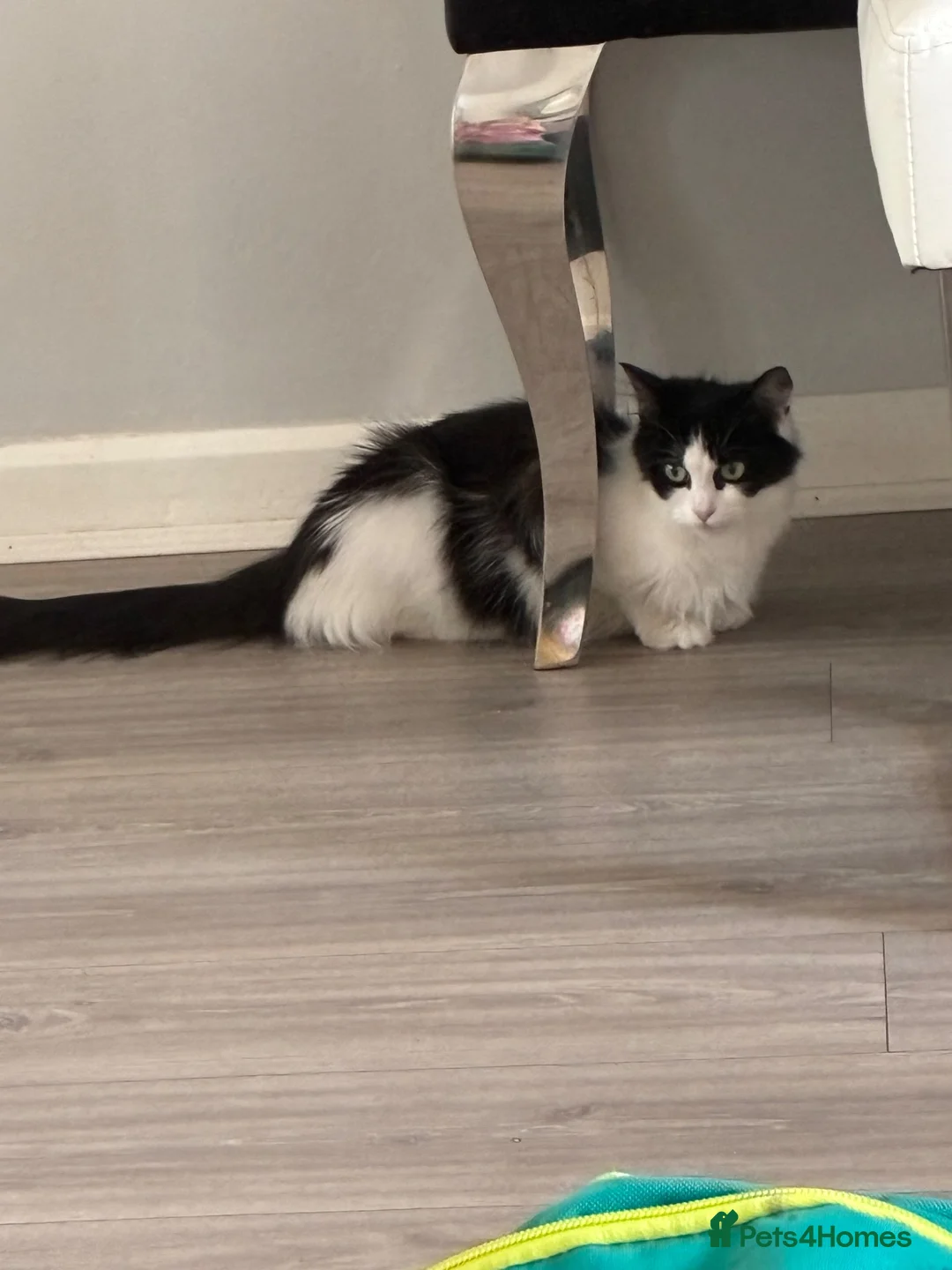 Mixed Breed cats for sale: Black and white long haired kittens  - Advert 1