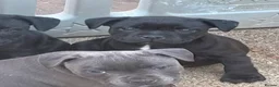 Staffordshire Bull Terrier dogs for sale: READY NOW Staffordshire bullterrier puppies - Advert 9