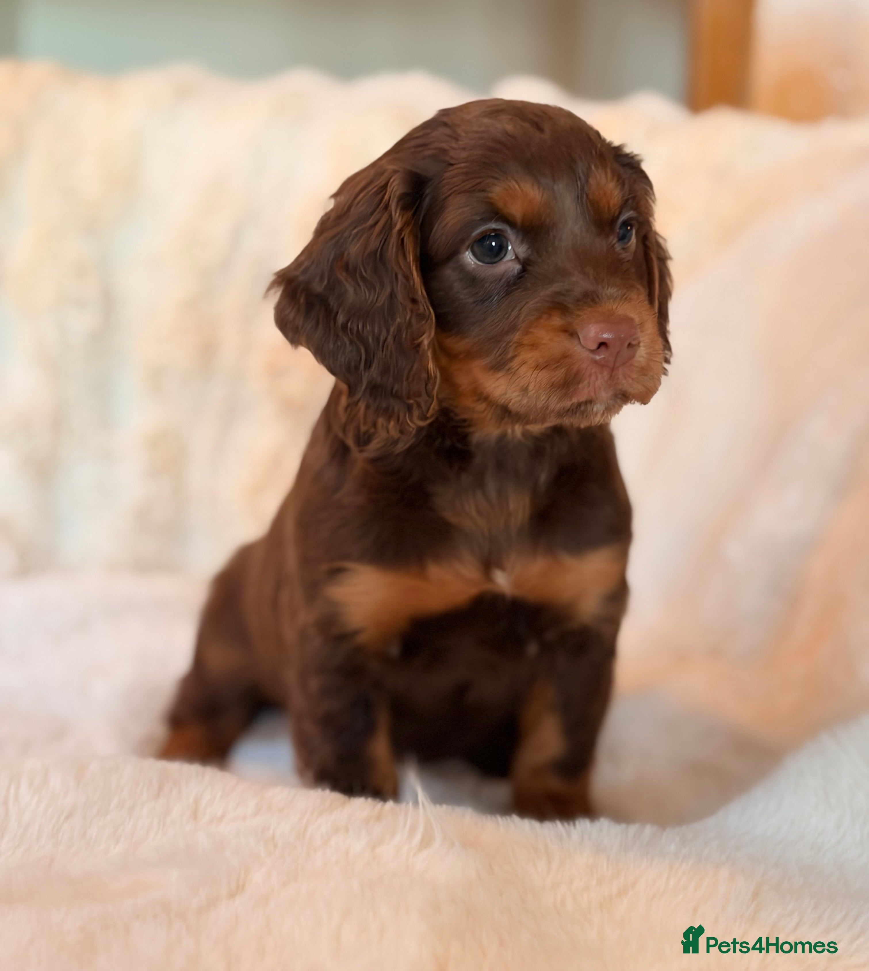 Cocker Spaniel dogs ** BEAUTIFUL CHOC-TAN PHANTOM COCKER SPANIEL PUPS* - Advert 3