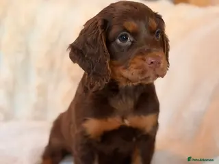 Cocker Spaniel dogs ** BEAUTIFUL CHOC-TAN PHANTOM COCKER SPANIEL PUPS* - Advert 6