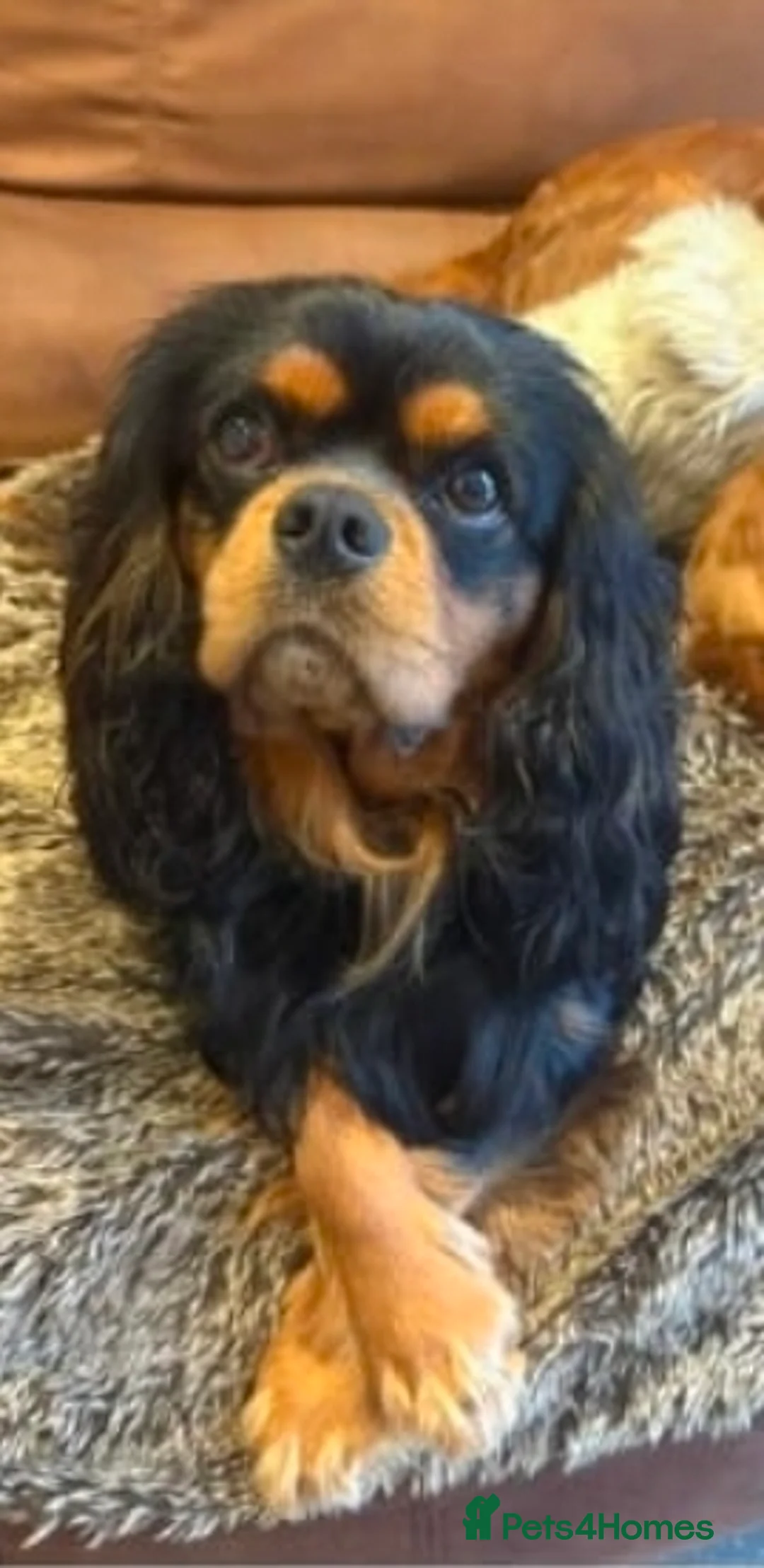 Cavapoo dogs for sale: F1 Cavapoo puppies **health tested parents** in Beverley - Advert 4
