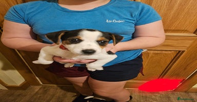 Jack Russell dogs - Advert 1