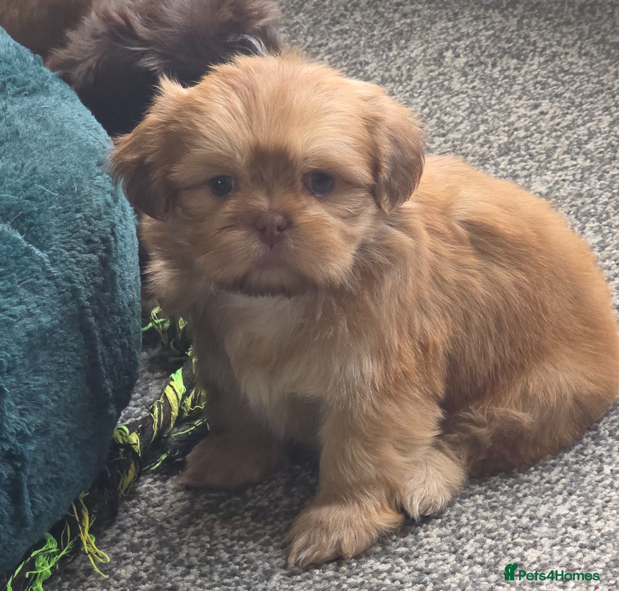 Shih Tzu dogs Ready Now, KC Reg imperial shih tzu - Advert 1