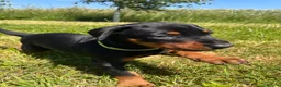 Dobermann dogs for sale: Outstanding Quality Dobermann puppies, KC REG - Advert 4