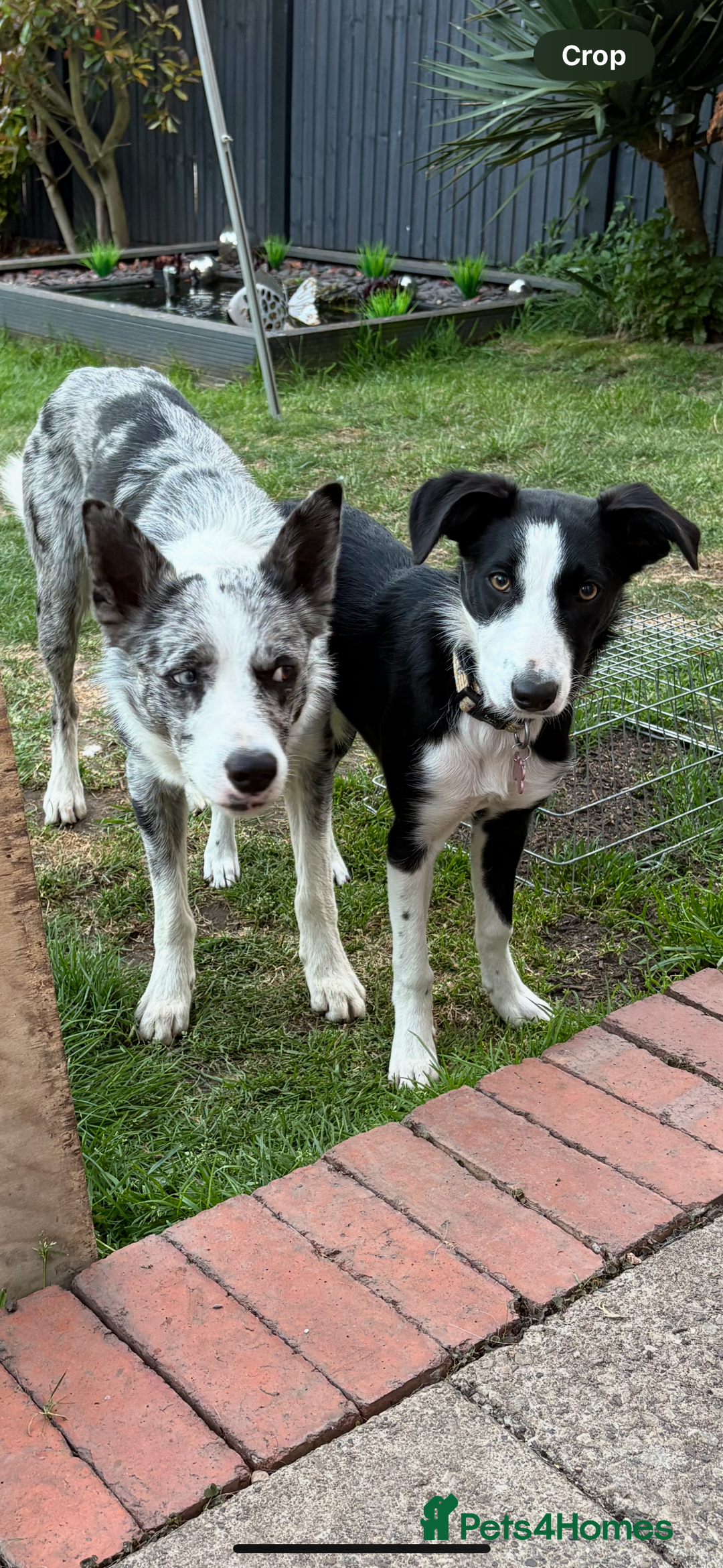 Border Collie dogs for sale: Border collie’s - Advert 4