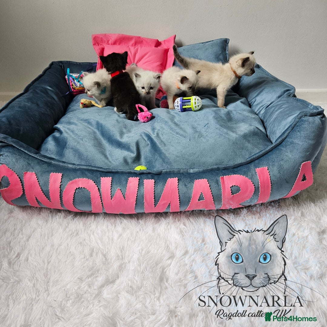 Ragdoll cats for sale: 3 Tica Boys Genetic test Certyficate HCM and PKD  - Image 6