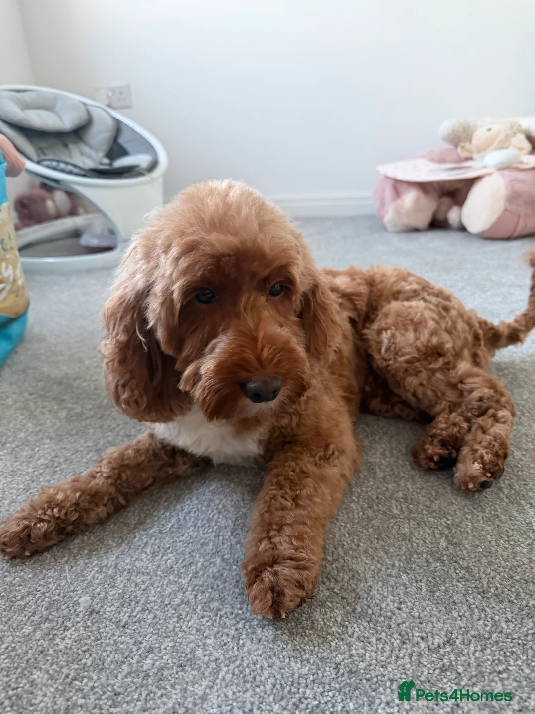 Cockapoo dogs for sale: Skye ⭐️ - Advert 3