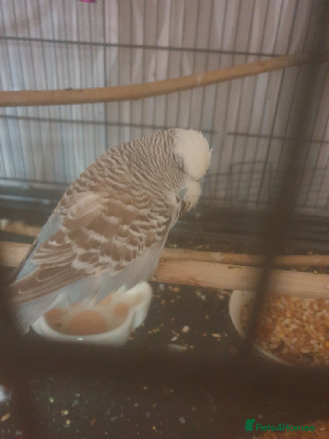 Budgerigars birds for sale: Semi tame female kakariki and 4 show budgies - Image 12