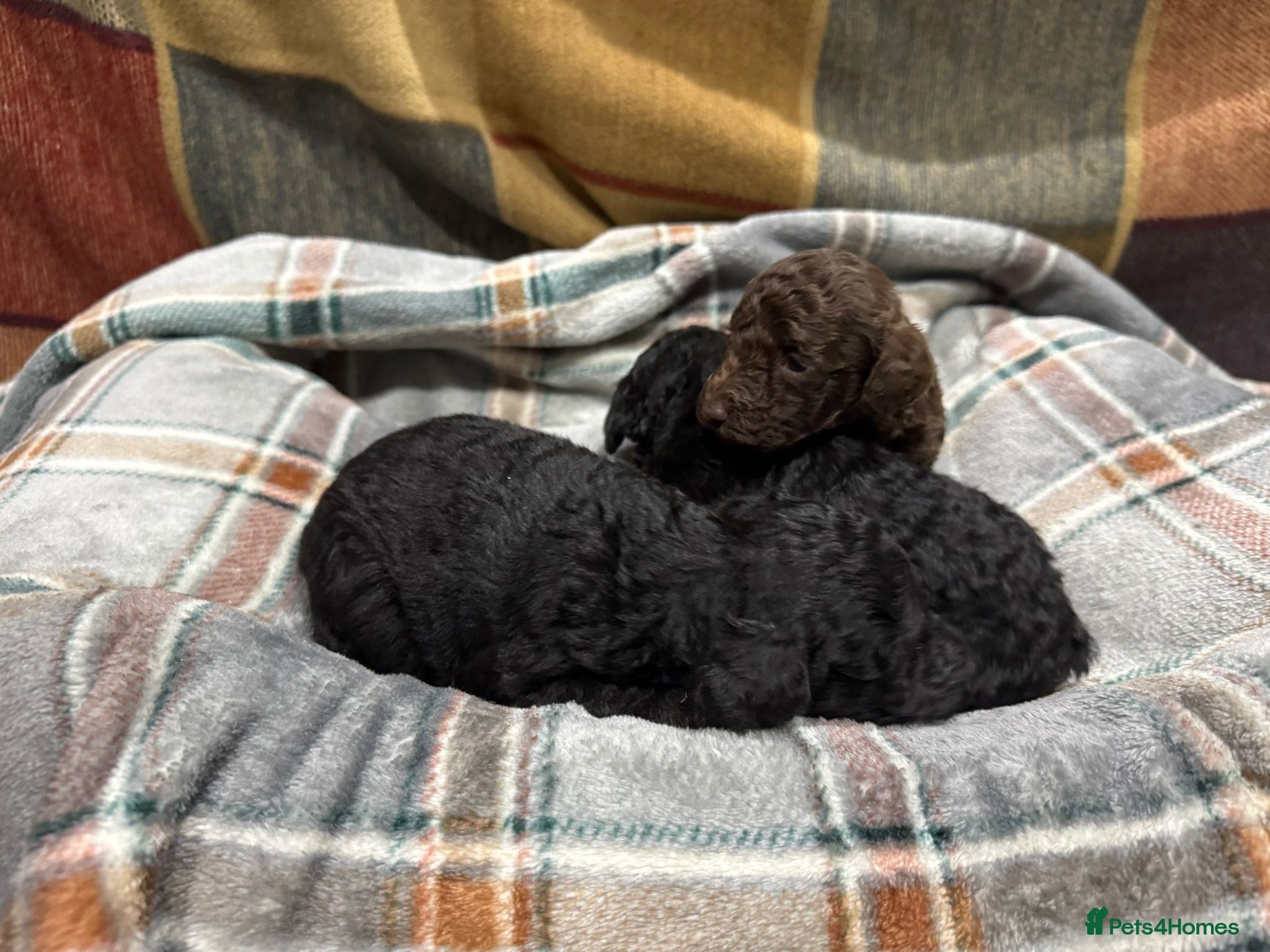 Toy Poodle dogs 3 pure bred Non kc Toy poodle Puppies  - Advert 17