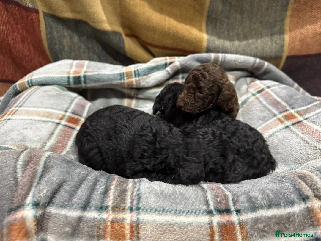 Toy Poodle dogs for sale: 3 pure bred Non kc Toy poodle Puppies  - Advert 1