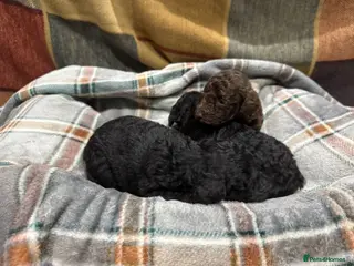 Toy Poodle dogs 3 pure bred Non kc Toy poodle Puppies - Advert 2
