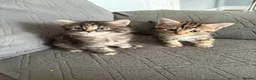 Mixed Breed cats for sale: Cute kittens  - Advert 1