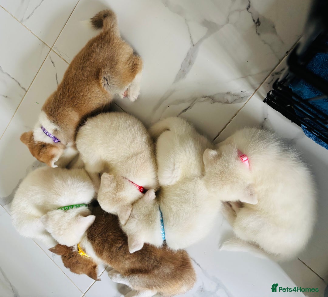 Japanese Akita Inu dogs for sale: Mama & Puppies for good homes 💜 - Advert 6