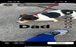 Jack Russell dogs for sale: Jack Russell Pure Breed Puppy’s  - Image 39