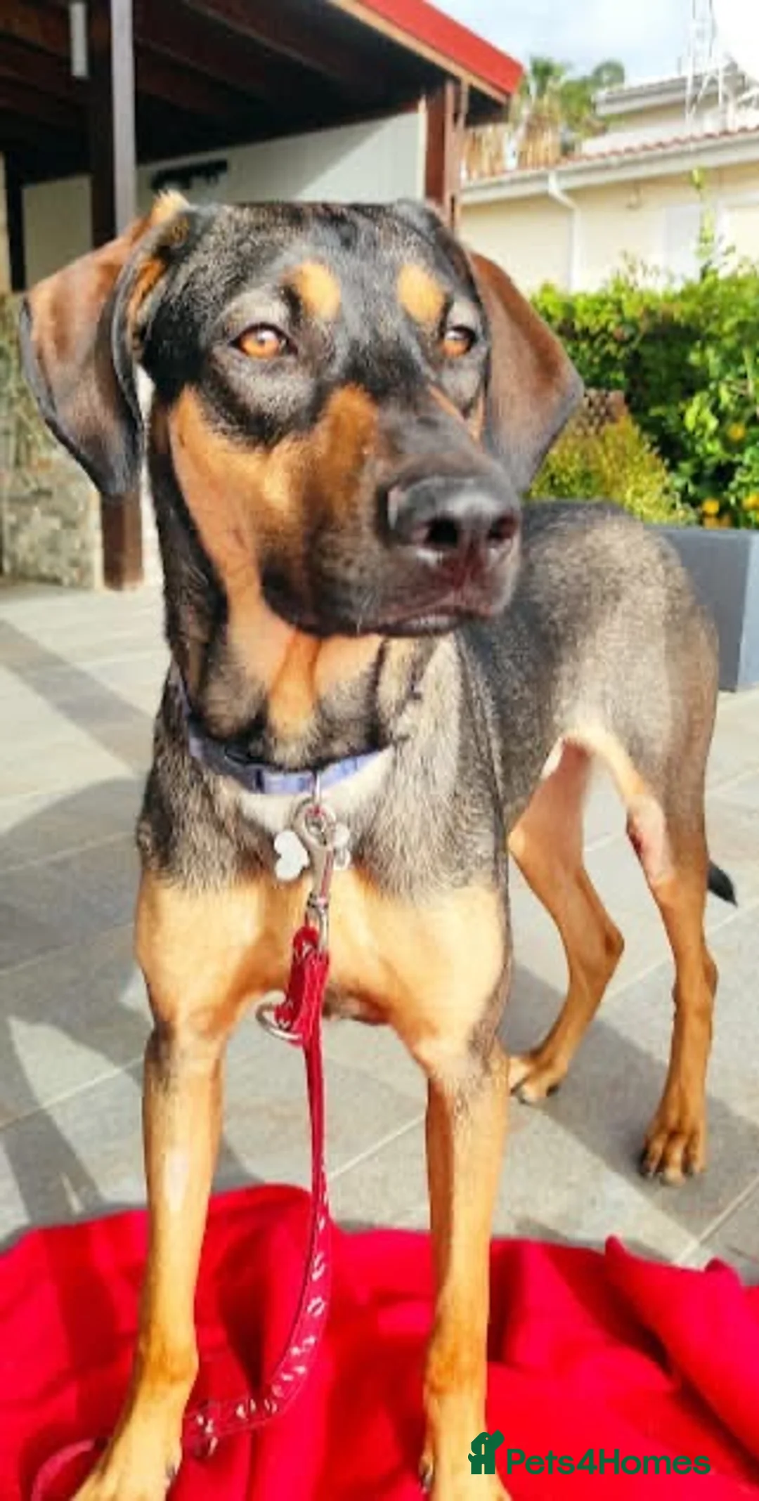 Mixed Breed dogs for adoption: Adonis the Greek handsome god  - Advert 12
