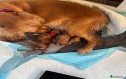 Cocker Spaniel dogs for sale: Male cocker spaniel puppy  - Image 3