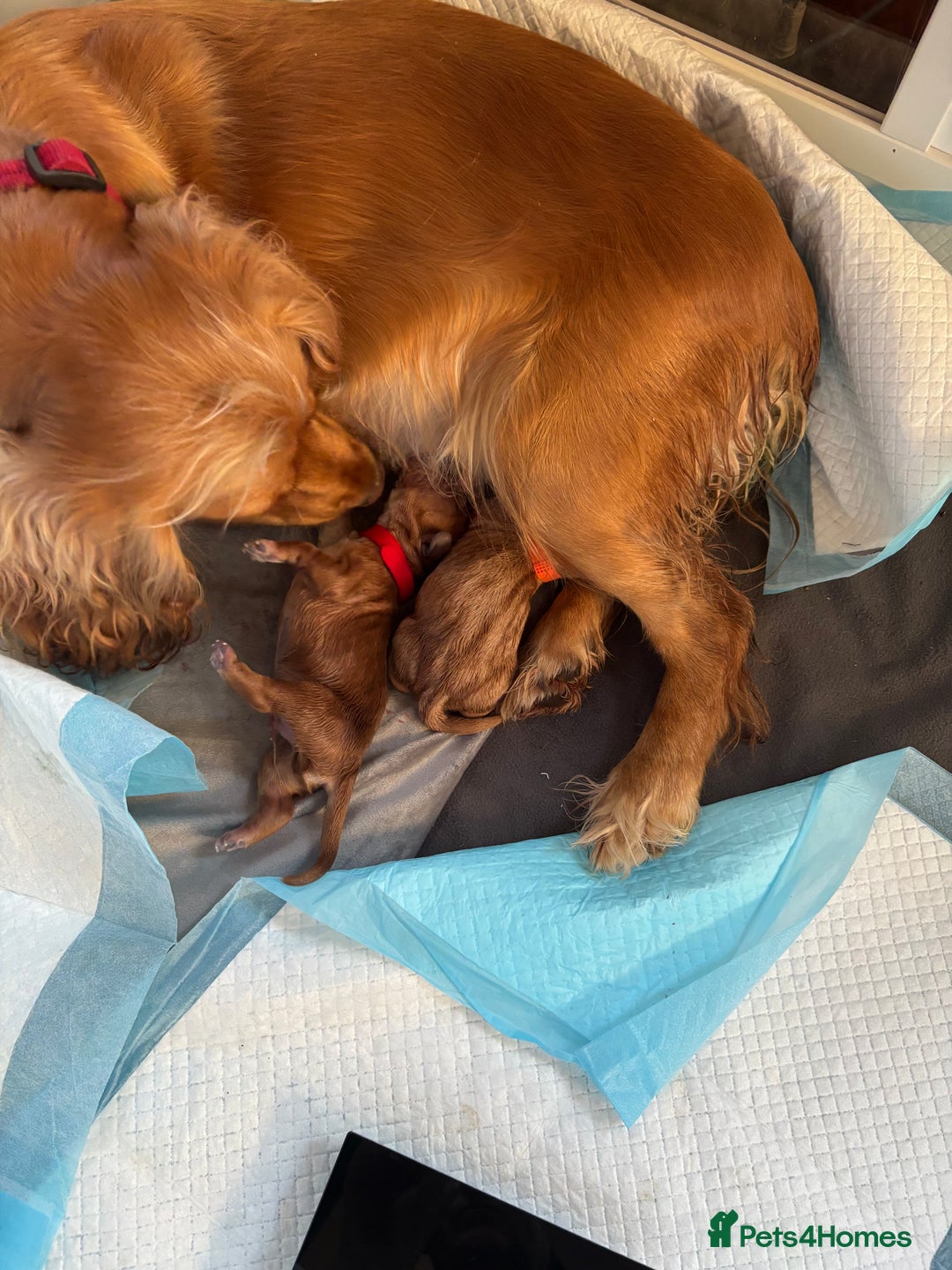 Cocker Spaniel dogs for sale: Male cocker spaniel puppy  - Image 3