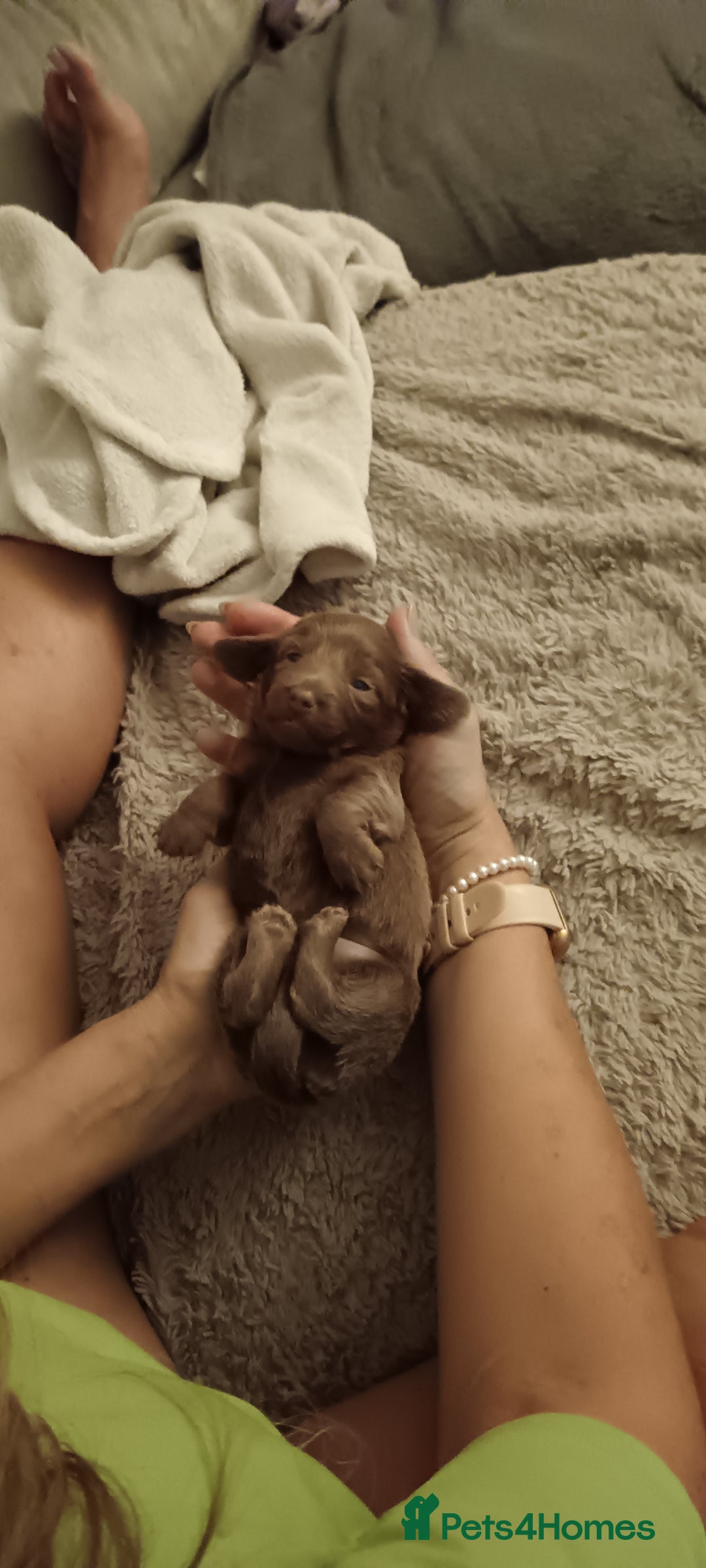 Miniature Dachshund dogs for sale: Stunning Minature Dachshund litter - Image 11
