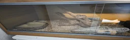 Corn Snake reptiles for sale: Corn snake with set up for sale - Advert 2