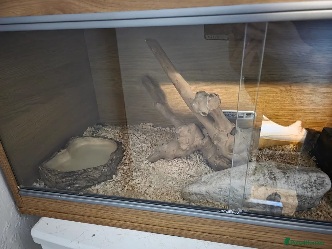 Corn Snake reptiles for sale: Corn snake with set up for sale - Advert 2