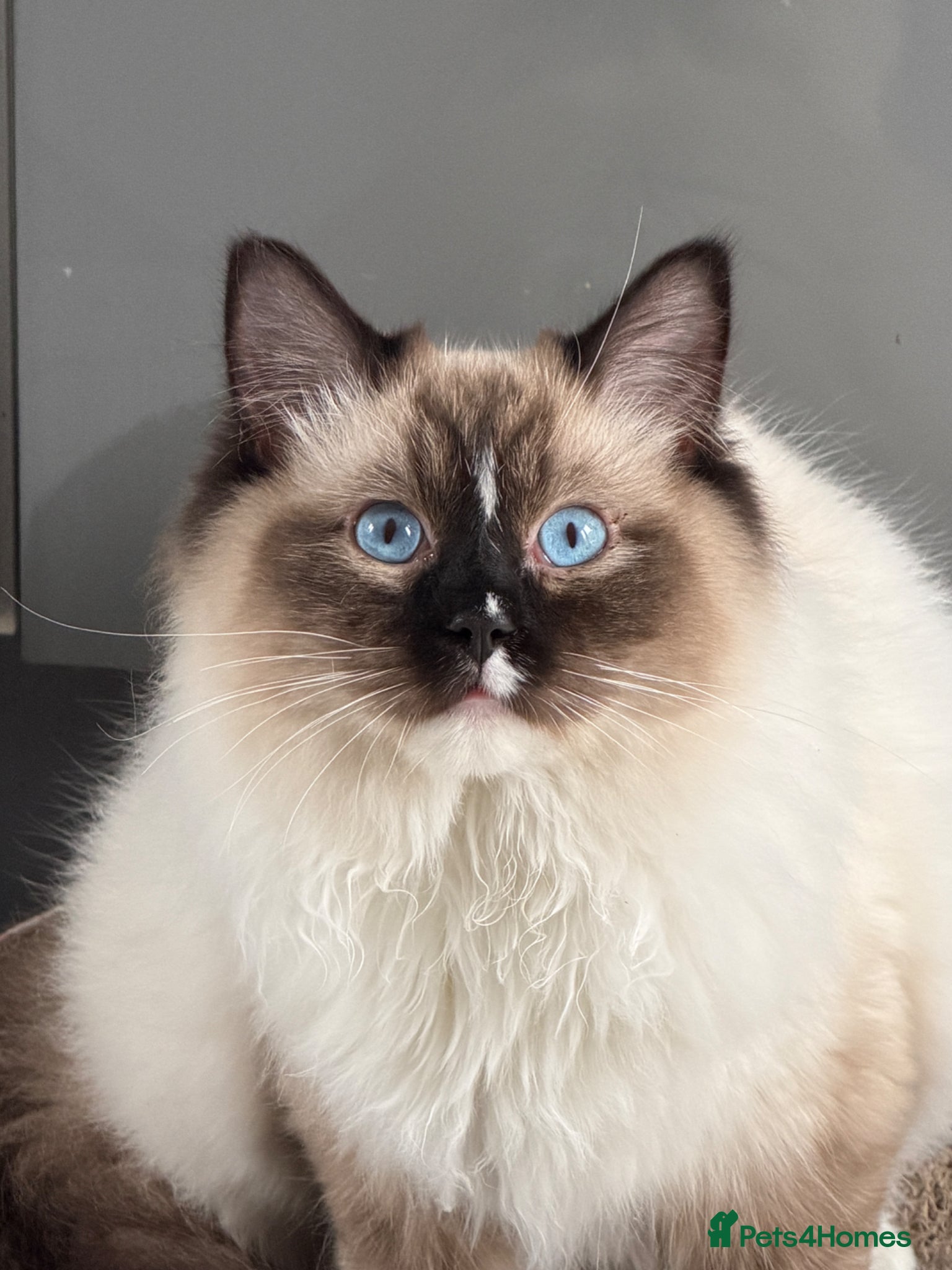 Ragdoll cats Ragdoll male kitten  - Advert 1