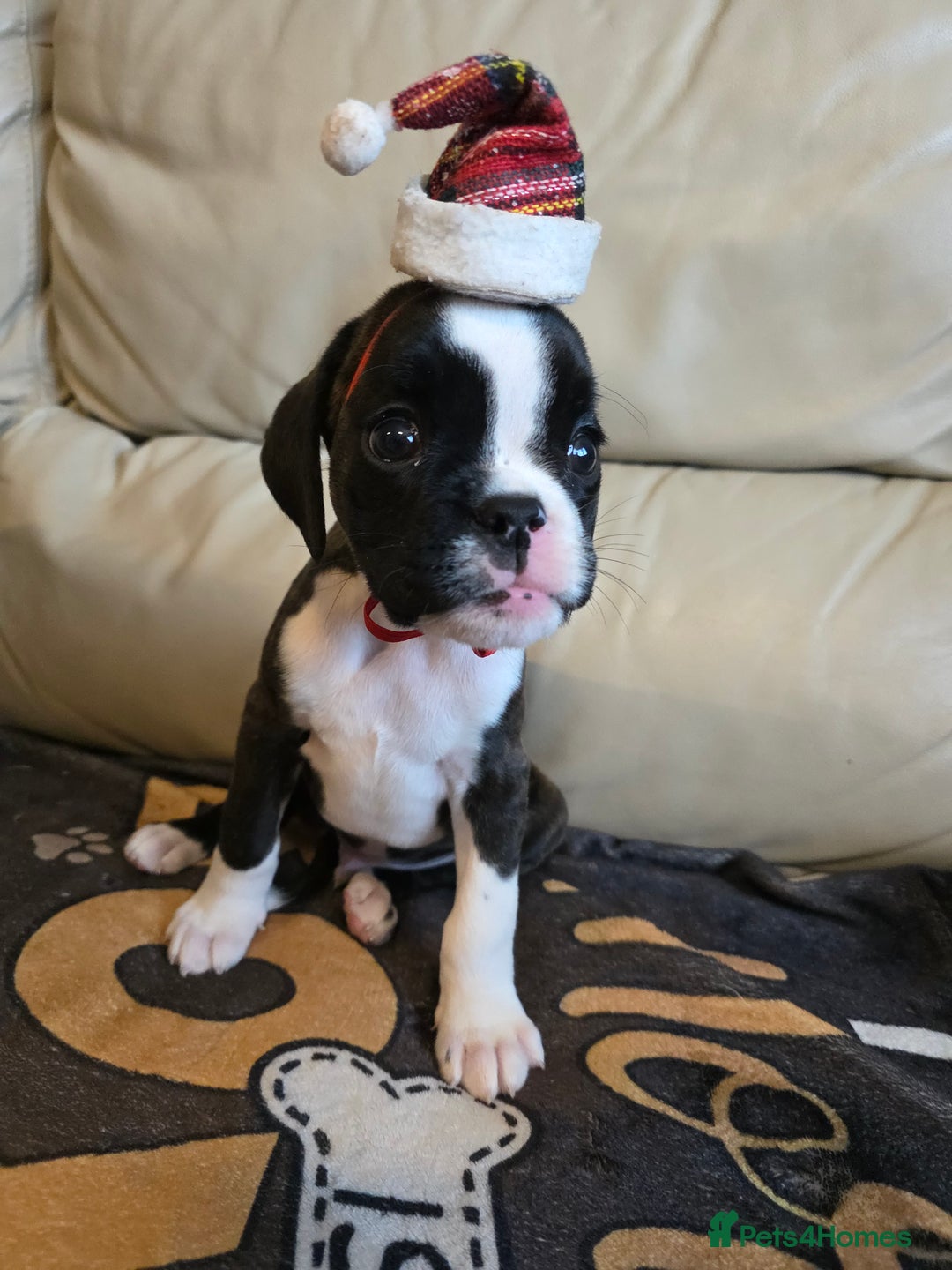 Boxer dogs for sale: Part European quality KC Reg Boxers - Advert 24