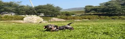 Miniature Dachshund dogs for sale: Miniature Dachshund Puppies - Advert 12