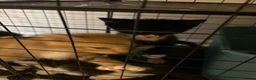 Mixed Breed cats for sale: Beautiful kittens in Ingatestone - Advert 9