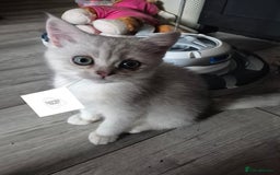 British Shorthair cats for sale: Ready now British silver shorthair Gccf registered - Image 5