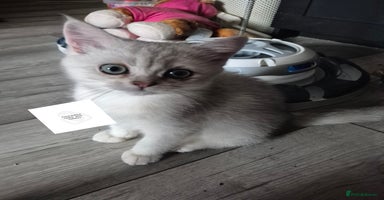 British Shorthair cats - Advert 15