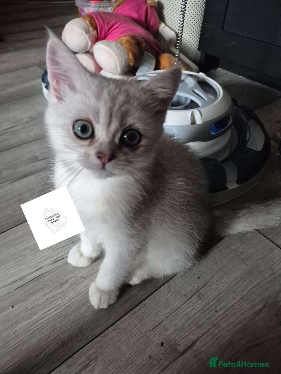 British Shorthair cats for sale: Ready now British silver shorthair Gccf registered - Image 5