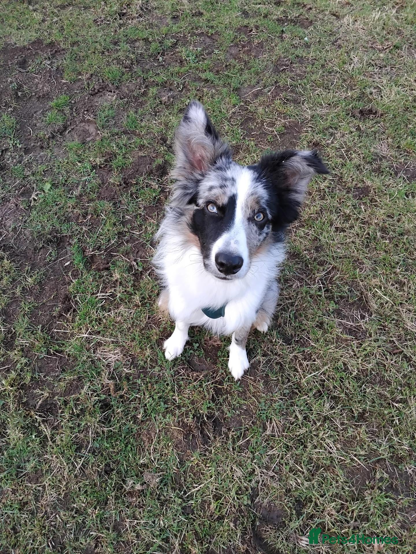 Border Collie dogs for adoption: Nate - Merle Collie for Adoption - Advert 9