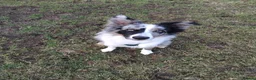 Border Collie dogs for adoption: Nate - Merle Collie for Adoption in Highbridge - Advert 1
