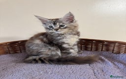 Maine Coon cats for sale: Beautiful GCCF kittens various colours - Image 25