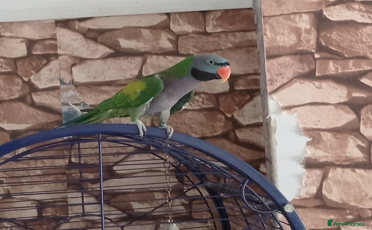 Parakeets birds - Advert 1