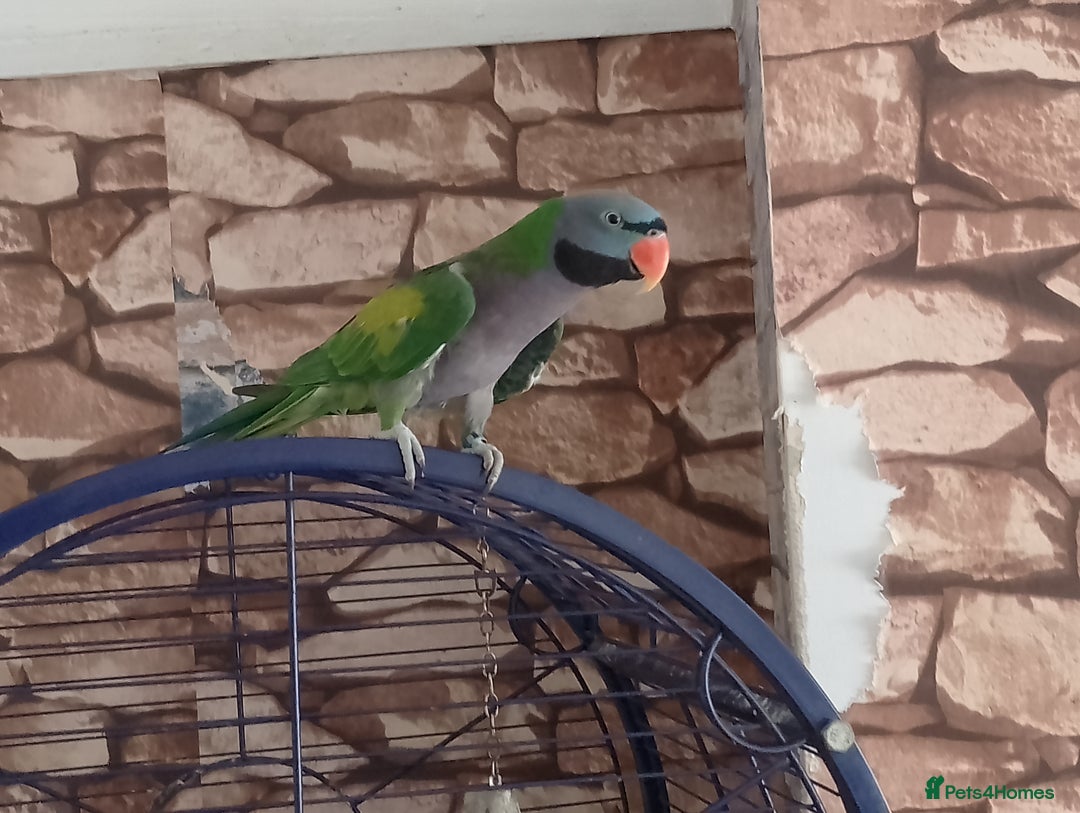 Parakeets birds for sale: Derbyan says hello, mimicks noises,chats away - Image 1
